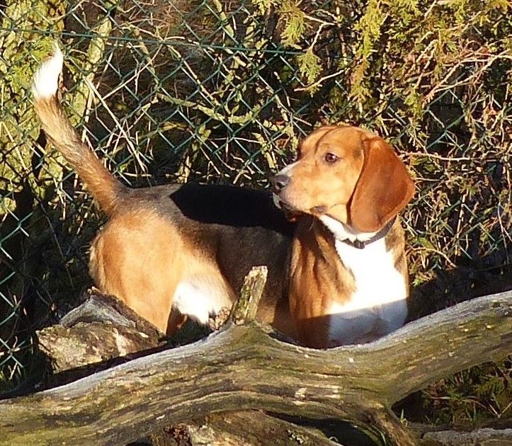 Kiano, Rüde, 4 Jahre