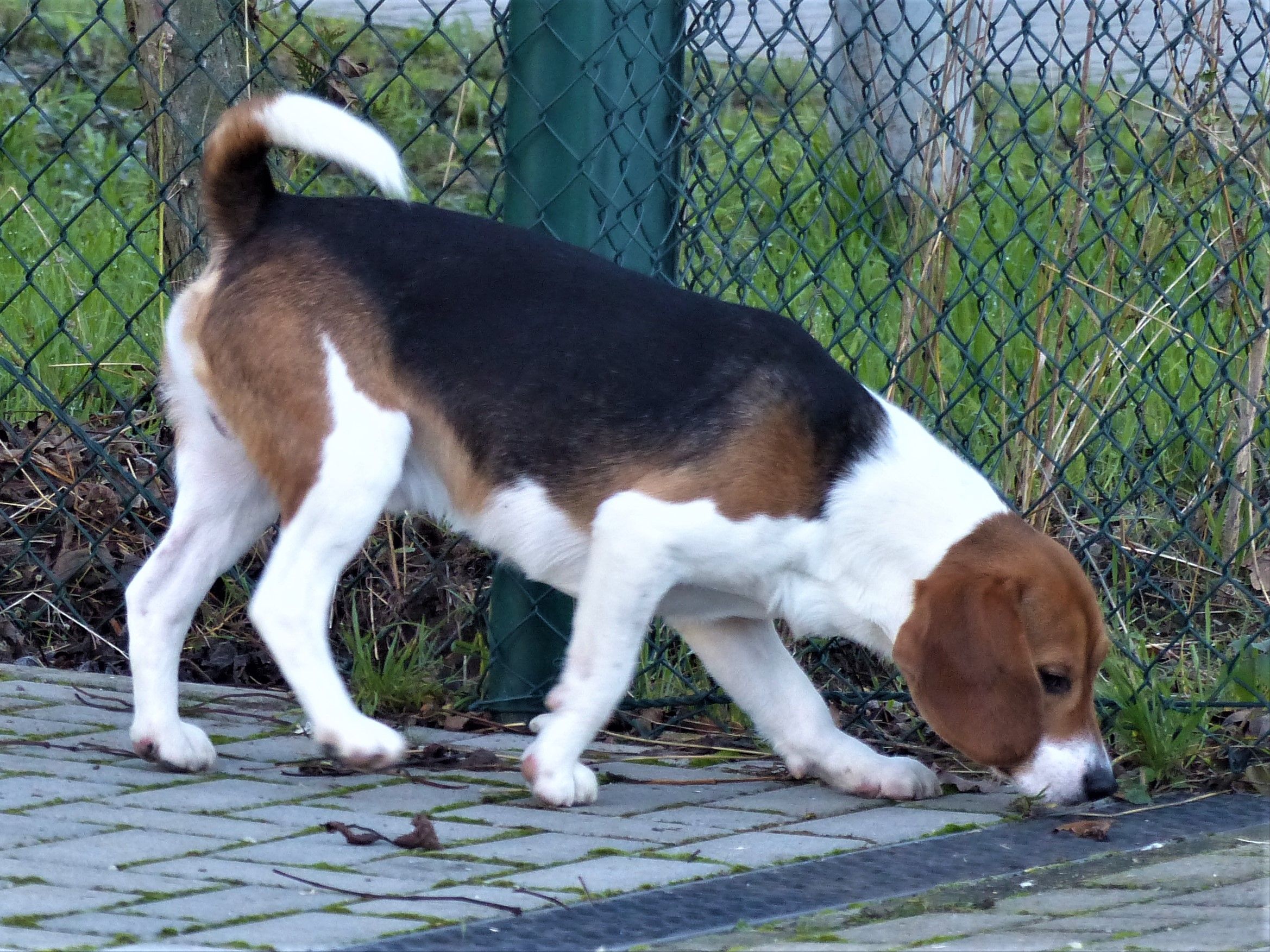 Vitus, Rüde, 4 Jahre