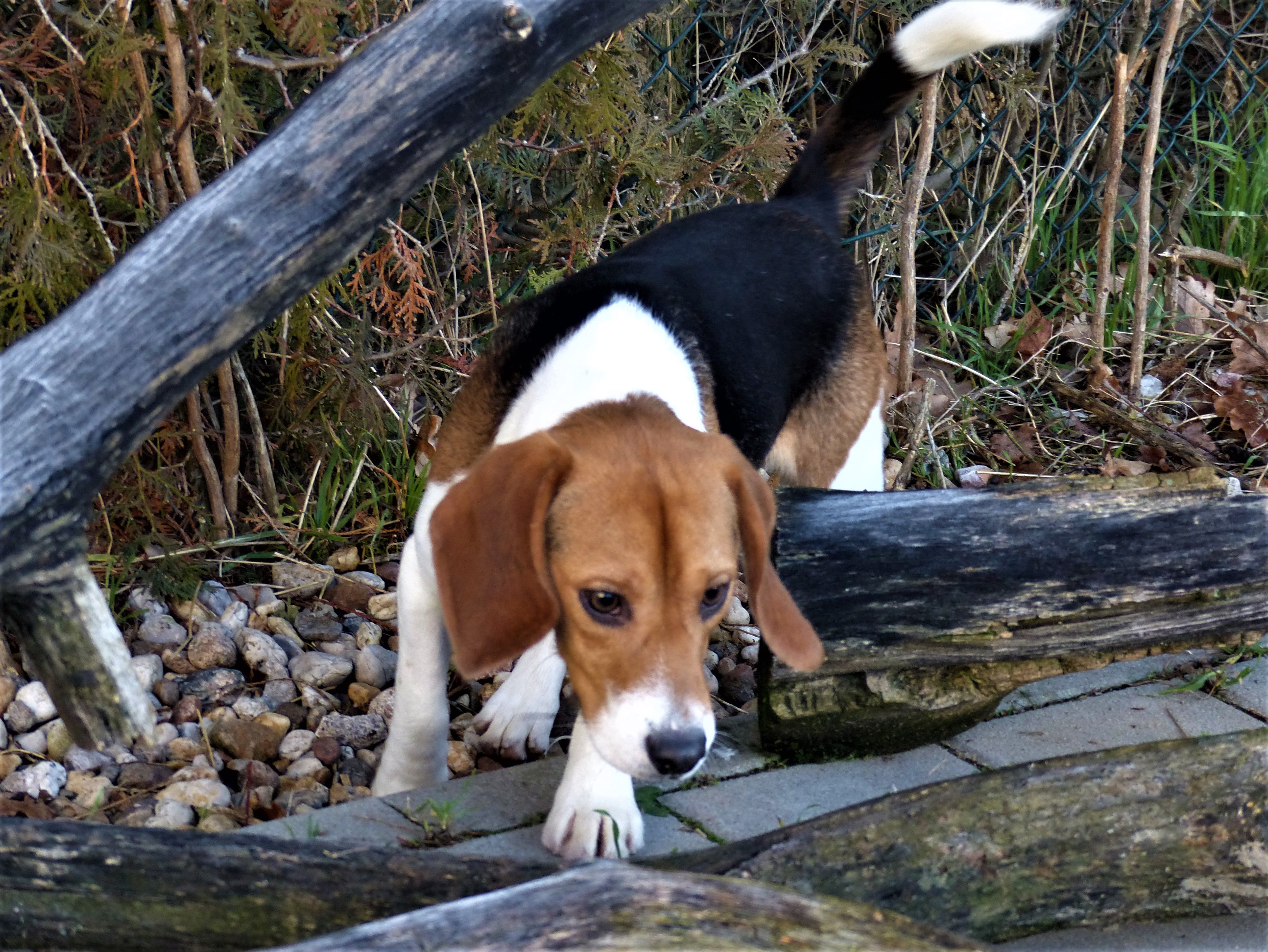 Vitus, Rüde, 4 Jahre