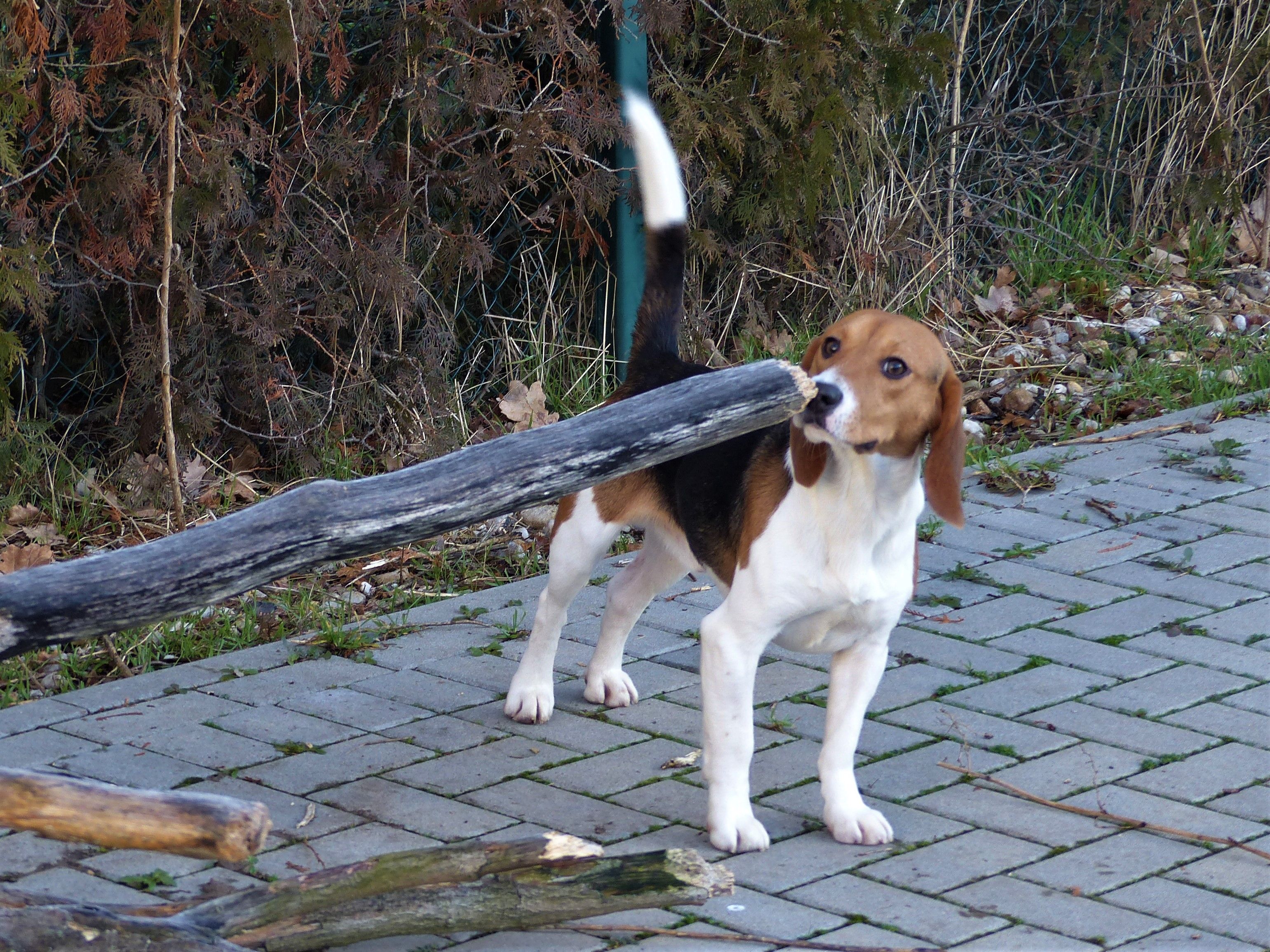 Vitus, Rüde, 4 Jahre