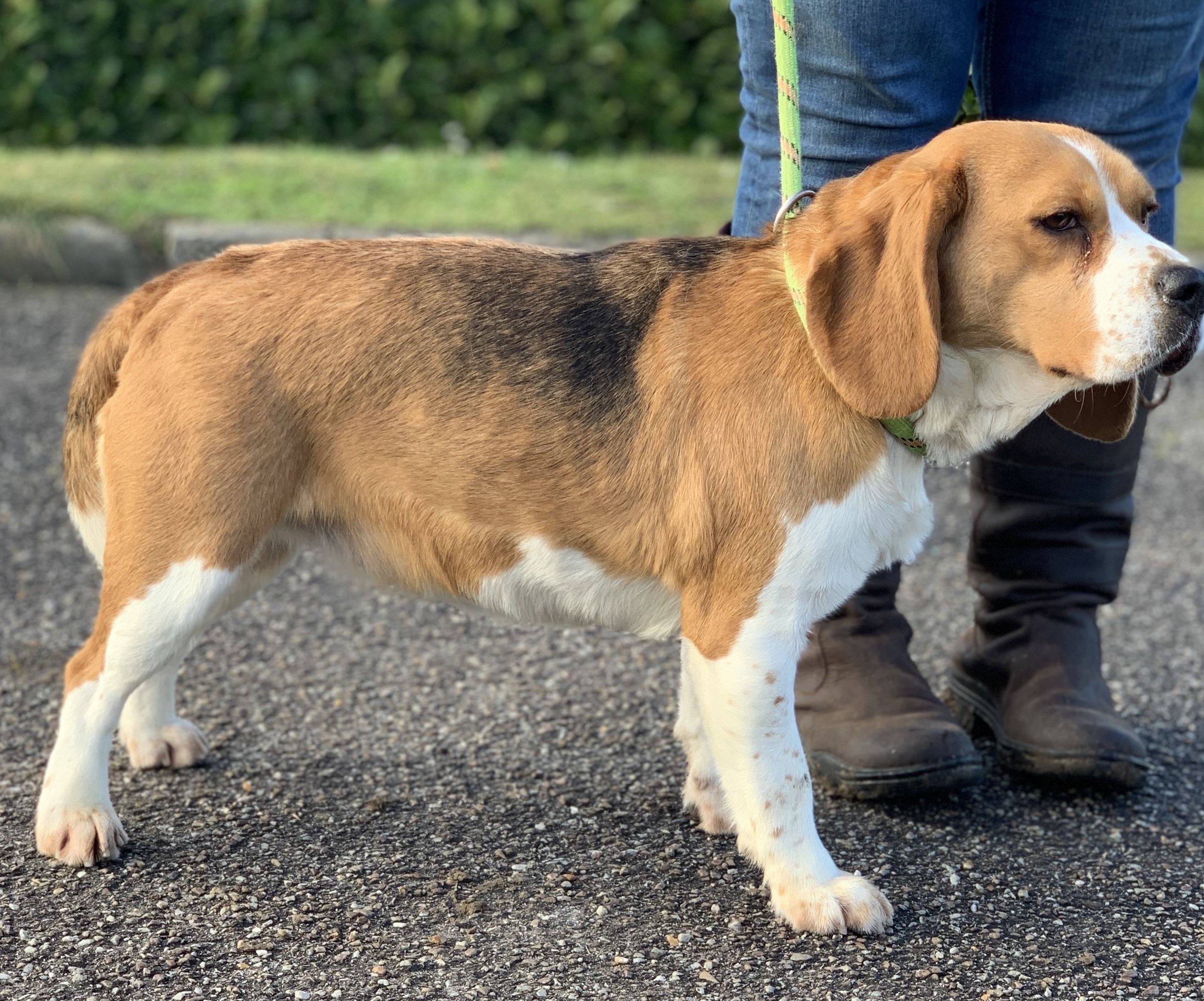 Reno (FR), Rüde, 5 Jahre