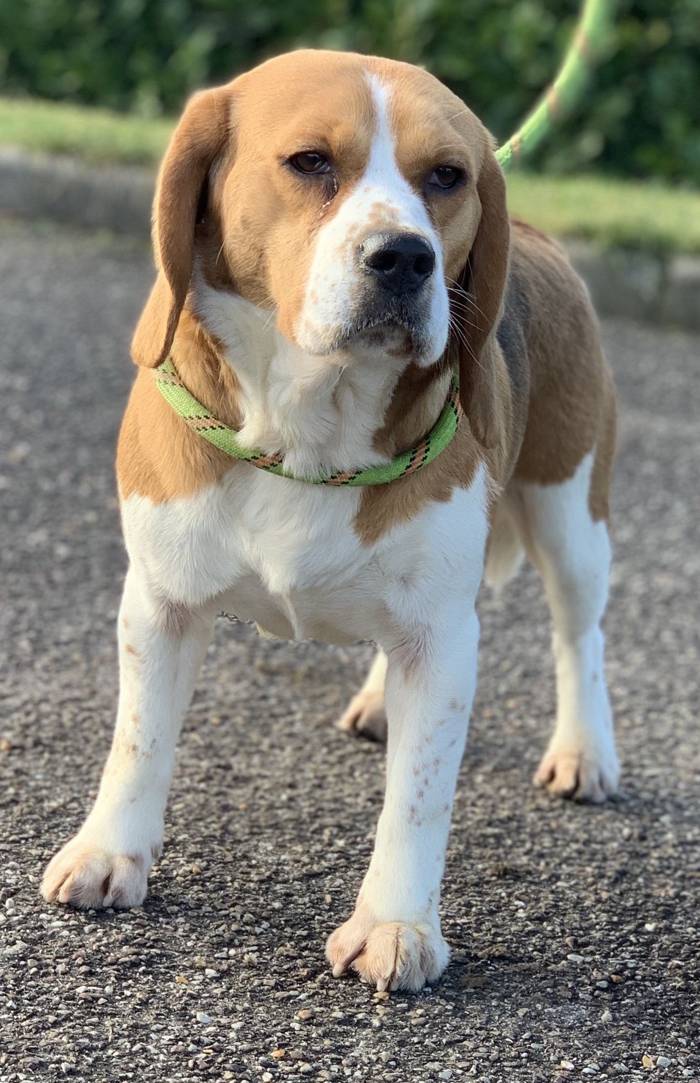 Reno (FR), Rüde, 5 Jahre