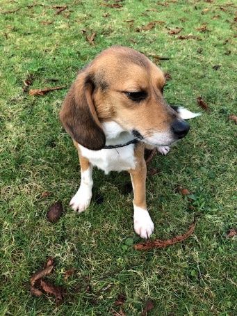 Blake, Rüde, 6 Jahre