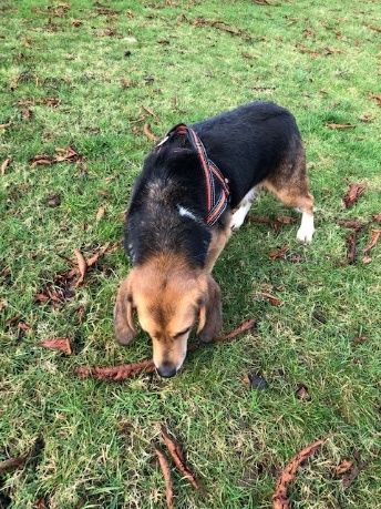 Blake, Rüde, 6 Jahre