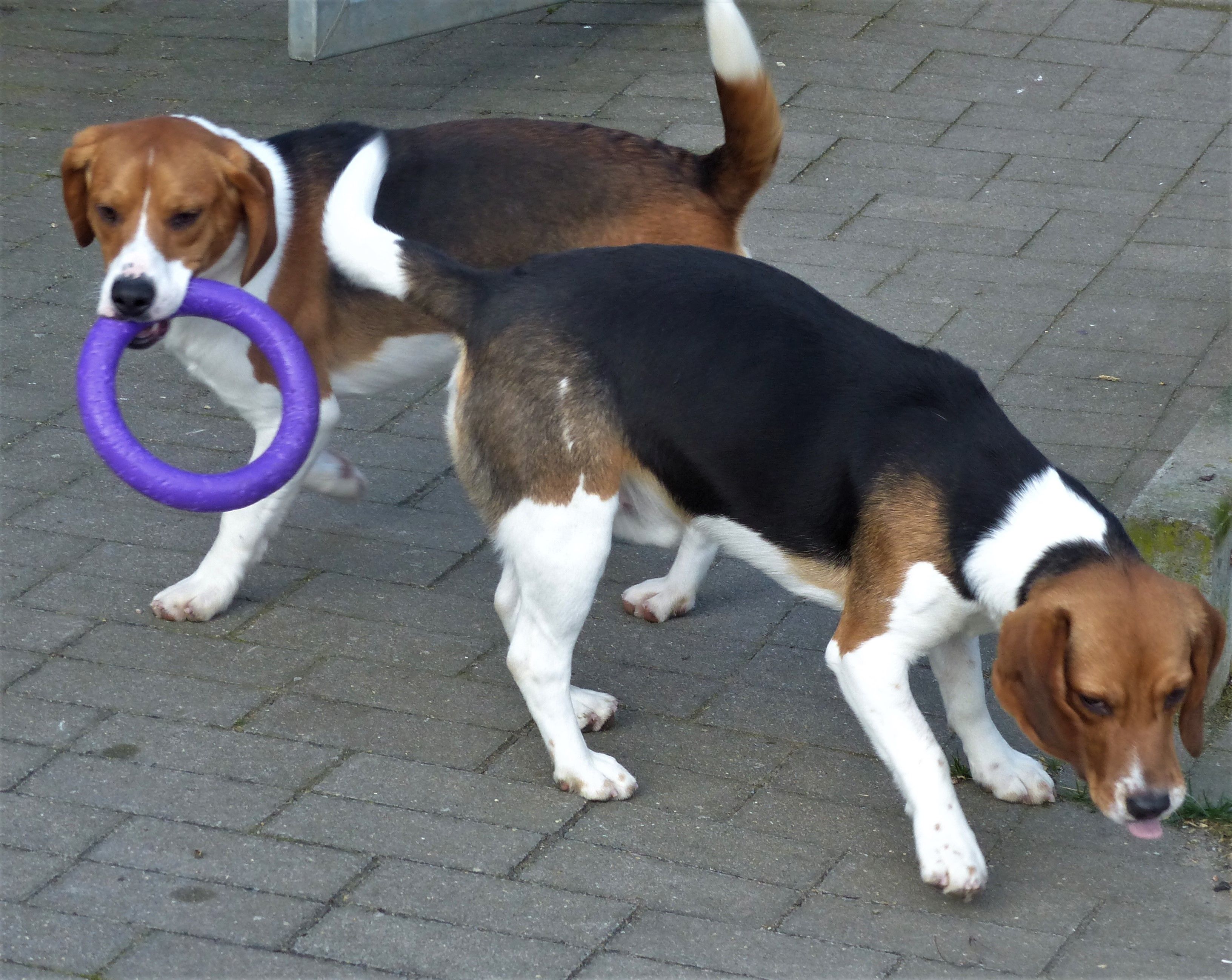 Charlie ehem. Vadim, Rüde, 4 Jahre