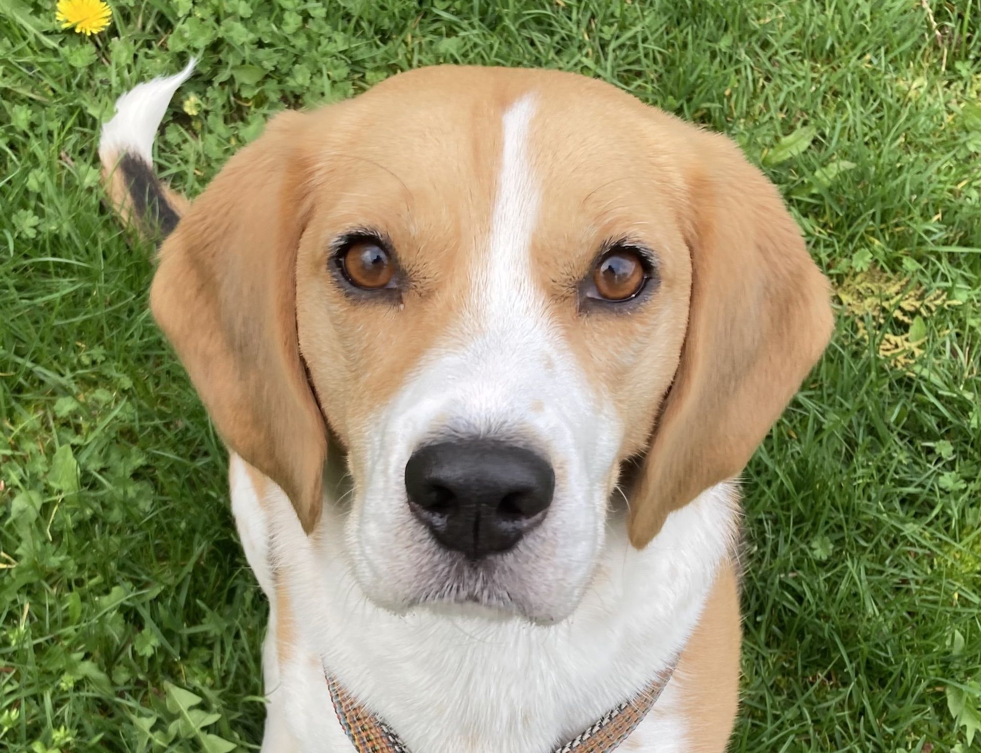 Kana ehem. Sarina (RO), Hündin, 5 Jahre