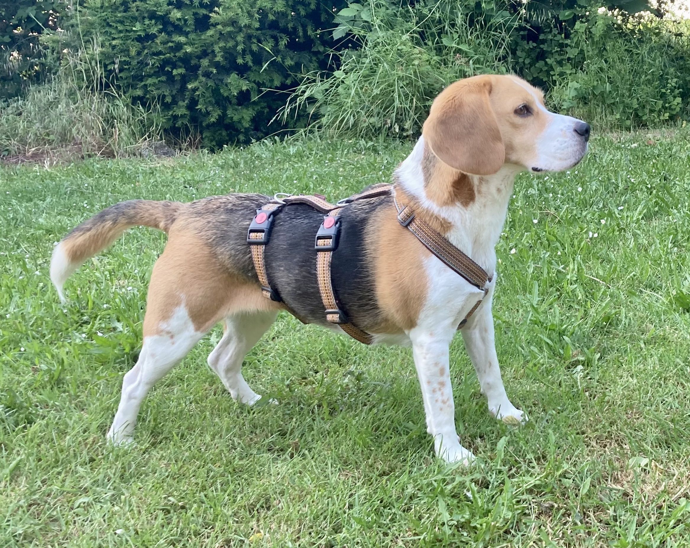 Kana ehem. Sarina (RO), Hündin, 5 Jahre