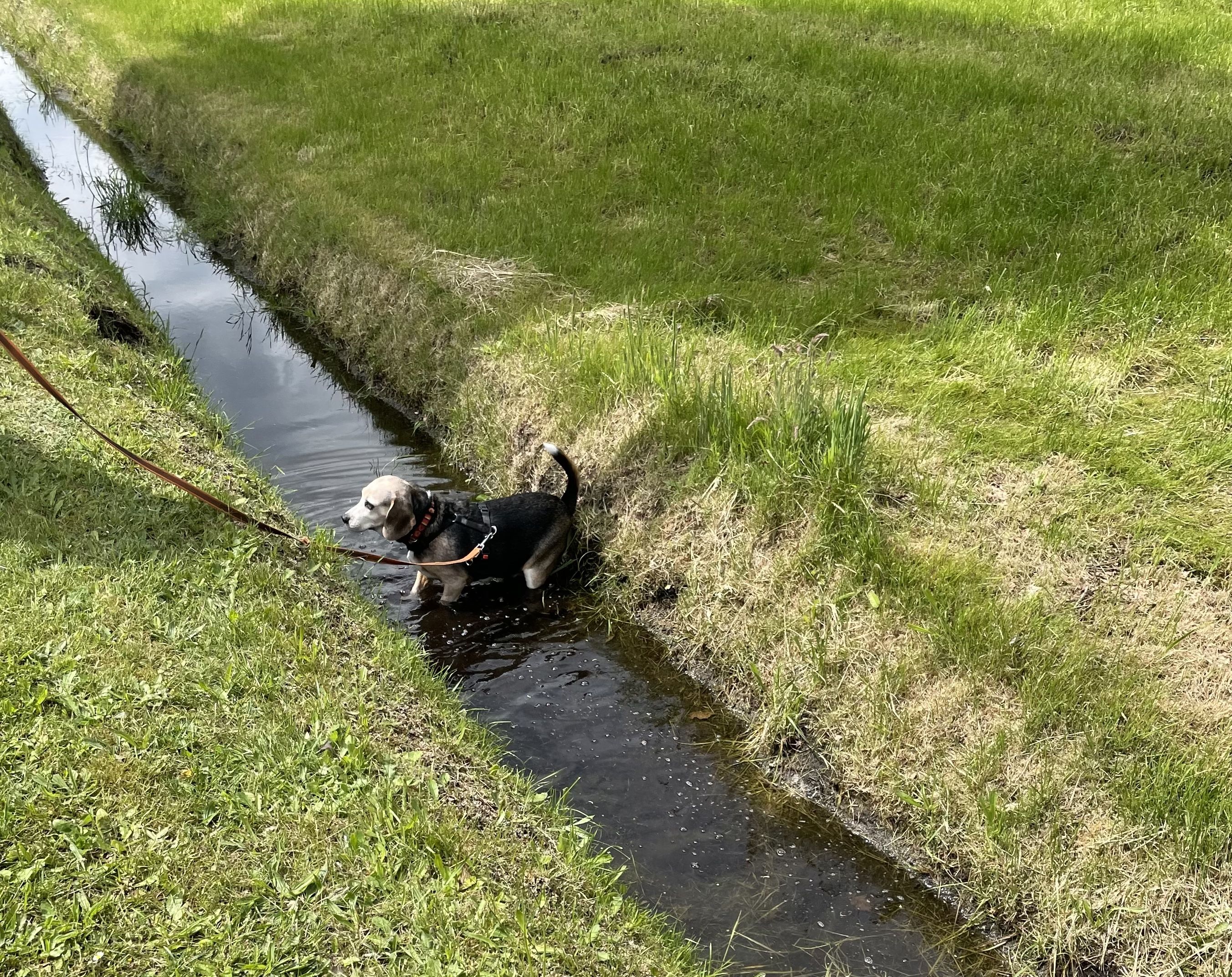 Satine (FR), Hündin, 13 Jahre