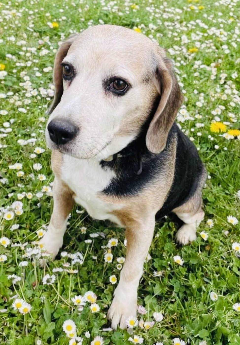 Satine (FR), Hündin, 13 Jahre
