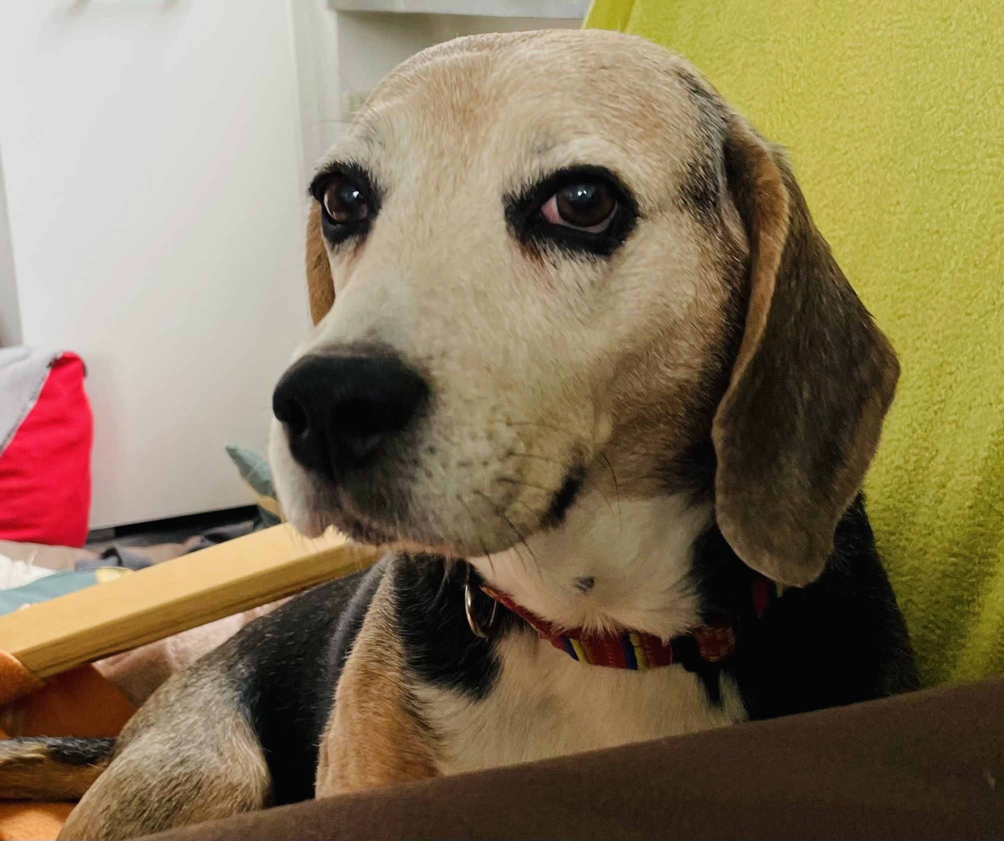 Satine (FR), Hündin, 13 Jahre