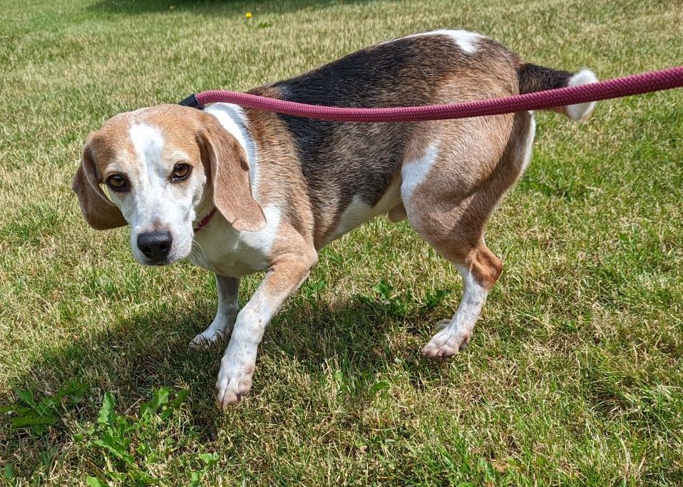 Pablo, Rüde, 9 Jahre