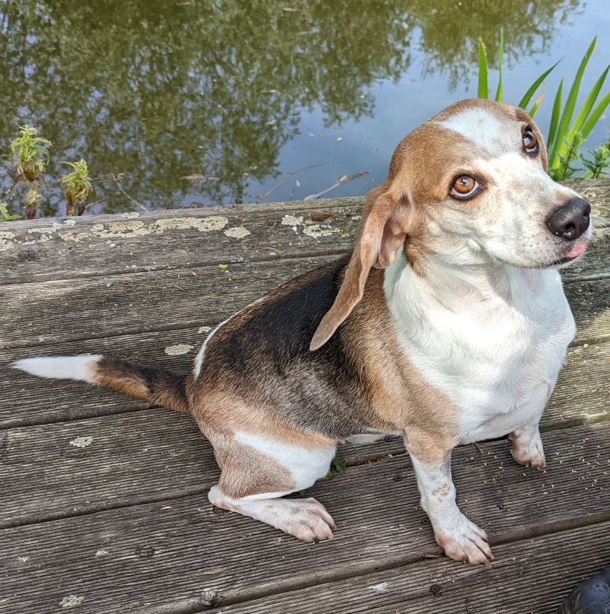 Pablo, Rüde, 9 Jahre