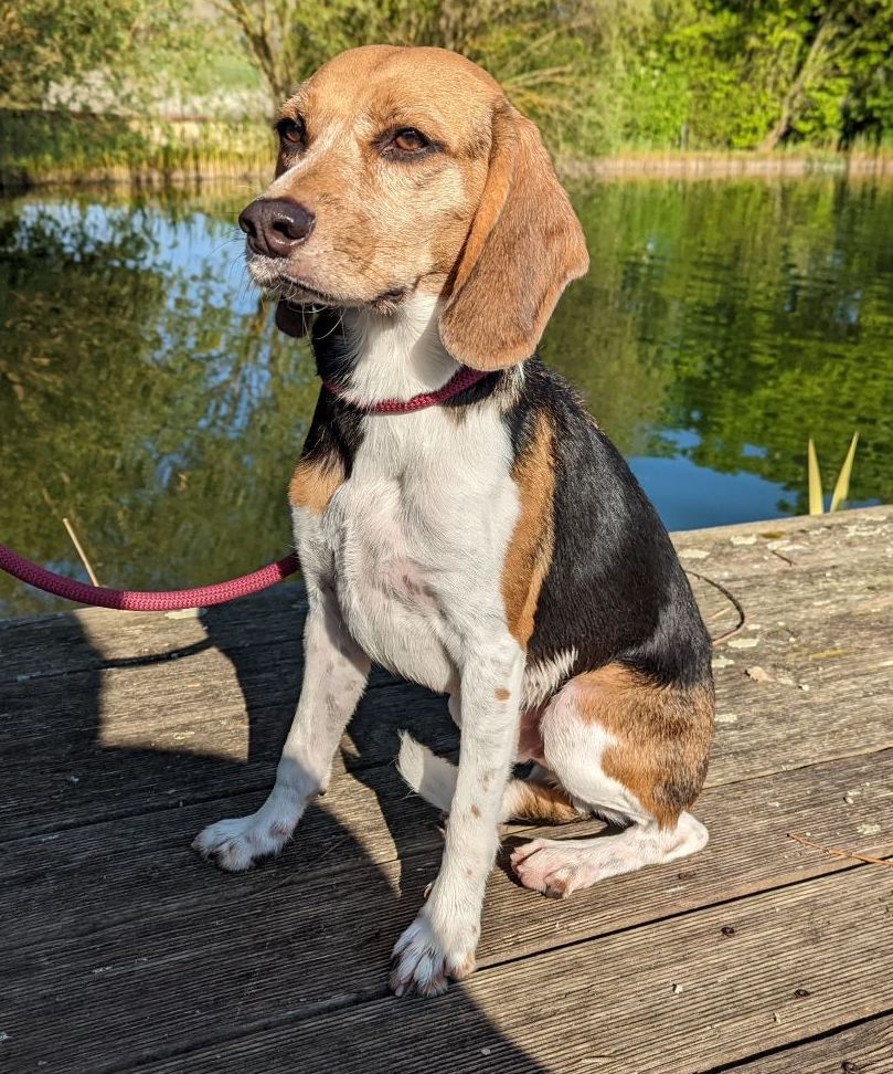 Paule ehem. Brownie, Rüde, 7 Jahre