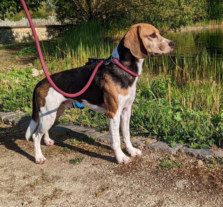 Paule ehem. Brownie, Rüde, 7 Jahre