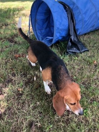 Tiffy, Hündin, 6 Jahre