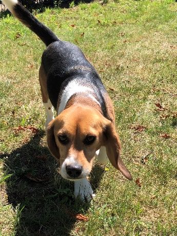 Odin ehem. Stan, Rüde, 5 Jahre