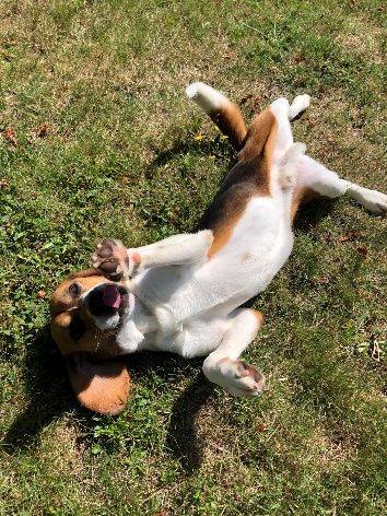 Monty ehem. Cartman, Rüde, 5 Jahre