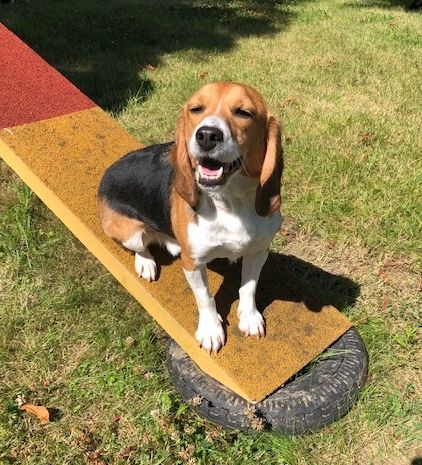 Paul, Rüde, 5 Jahre