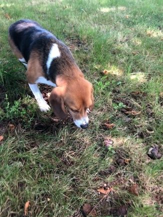 Paul, Rüde, 5 Jahre