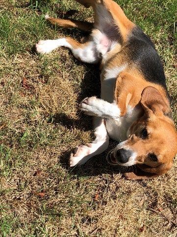 Loui ehem. Heinrich, Rüde, 5 Jahre