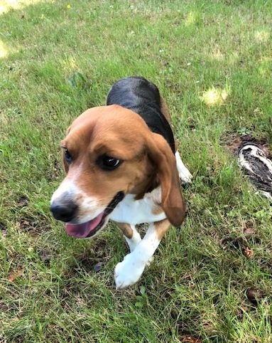 Ferdinand  ehem. Kenny, Rüde, 5 Jahre