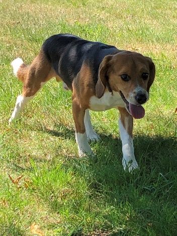 Ferdinand  ehem. Kenny, Rüde, 5 Jahre