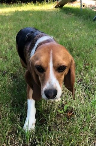 Mücke ehem. Clyde, Rüde, 5 Jahre