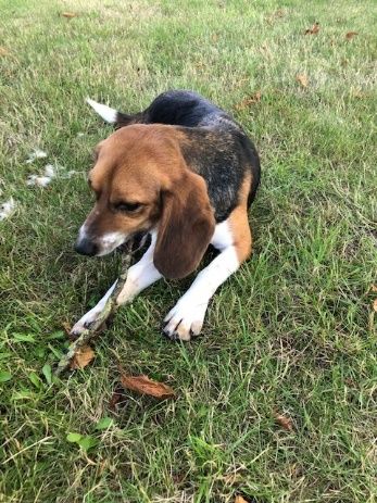 Eddy ehem. Craig, Rüde, 5 Jahre