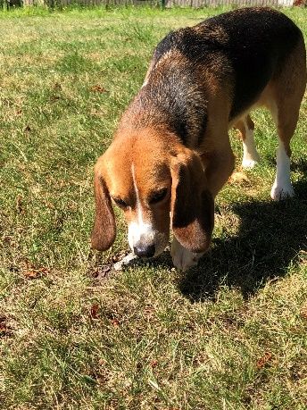 Jona ehem. Kyle, Rüde, 5 Jahre