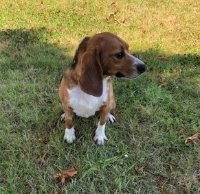 Hanky, Rüde, 5 Jahre