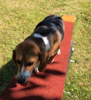 Hanky, Rüde, 5 Jahre