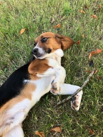 Sykes ehem. Token, Rüde, 5 Jahre