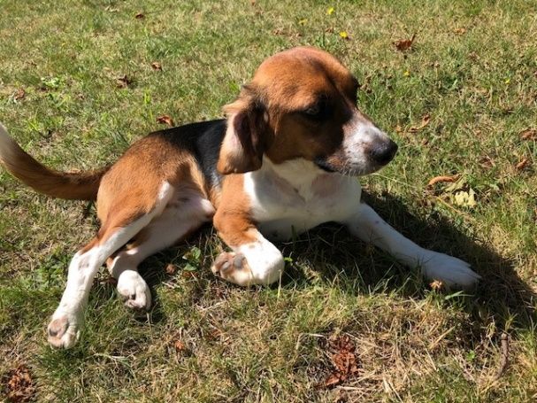 Sykes ehem. Token, Rüde, 5 Jahre