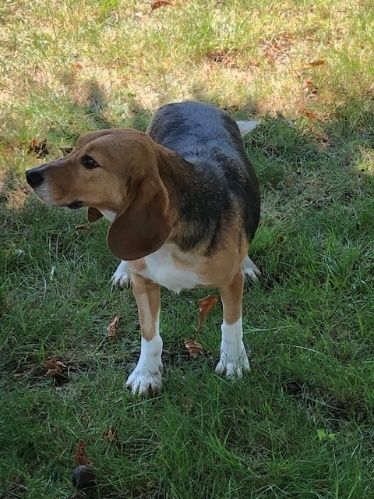 Finley ehem. Garrison, Rüde, 5 Jahre