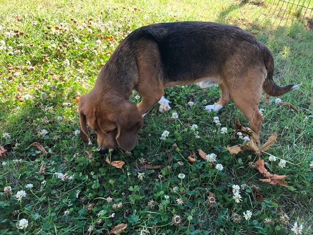 Bailey ehem. Buttlers, Rüde, 5 Jahre