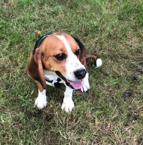 Bond, Rüde, 4 Jahre