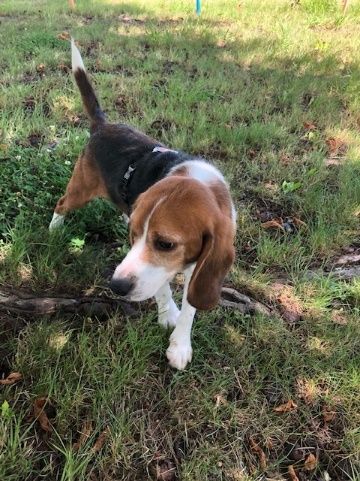 Benno ehem. Luca, Rüde, 4 Jahre