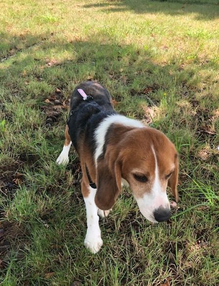 Benno ehem. Luca, Rüde, 4 Jahre