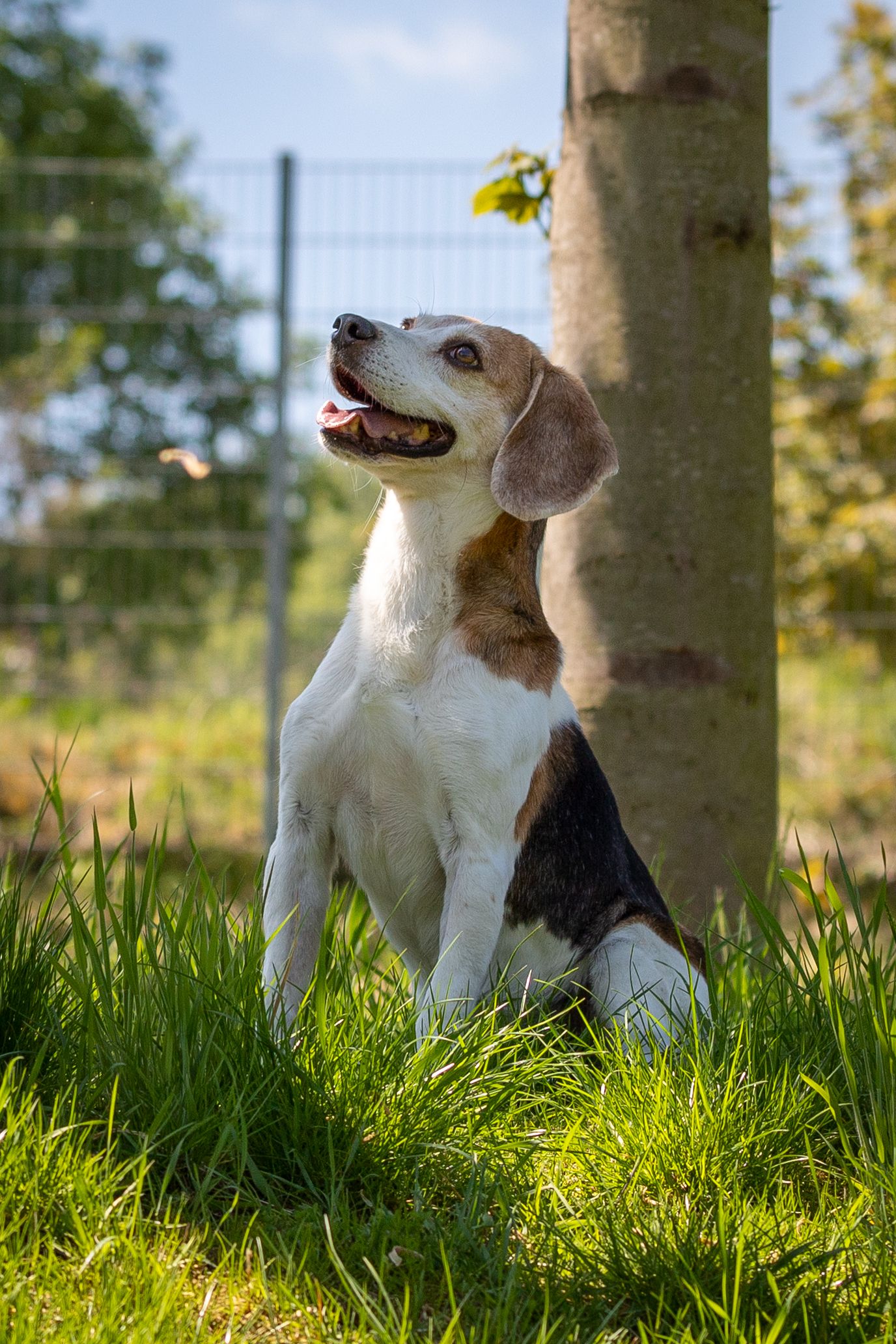 Bobby ehem. Toto, Rüde, 12 Jahre