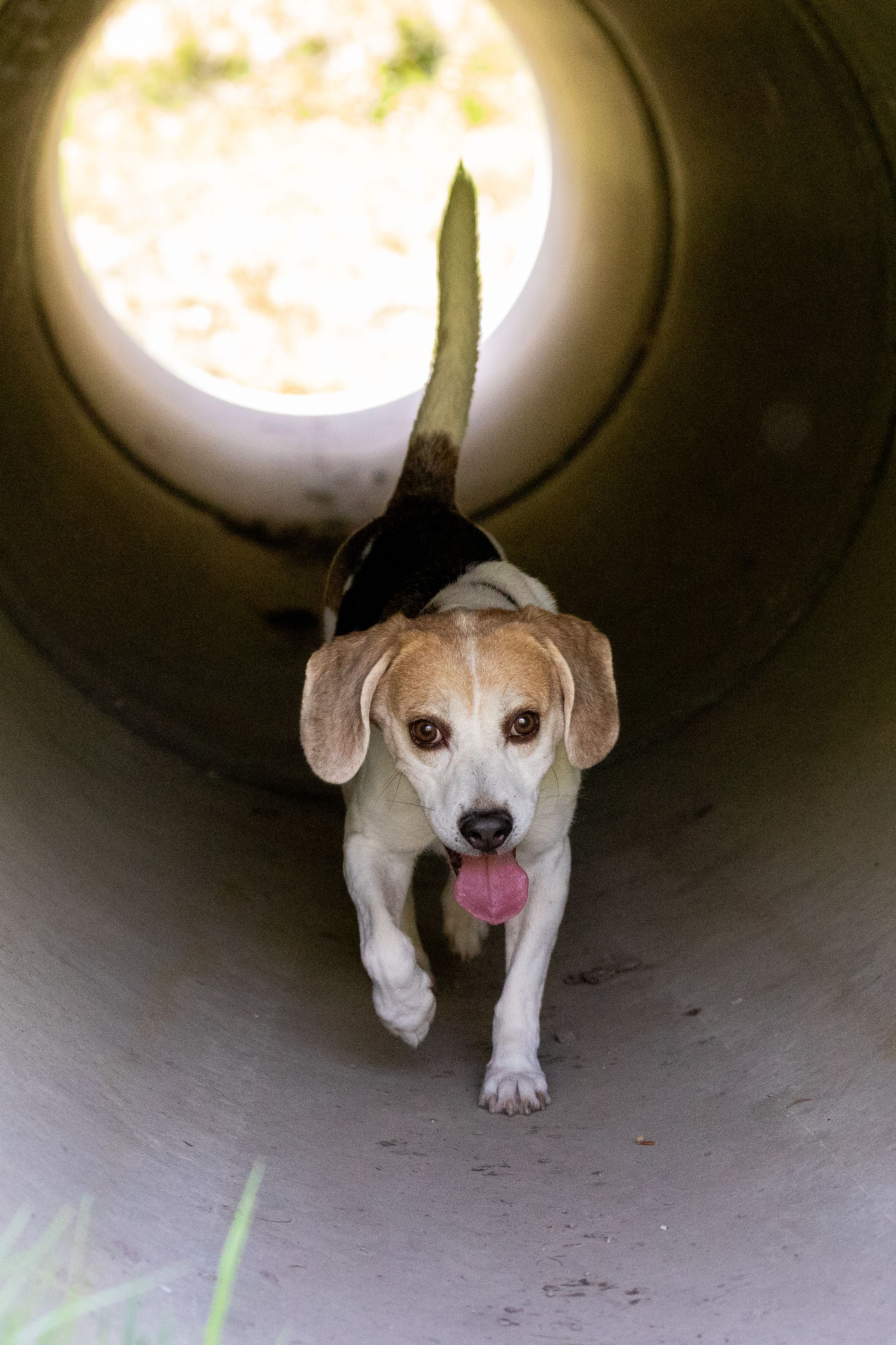 Bobby ehem. Toto, Rüde, 12 Jahre