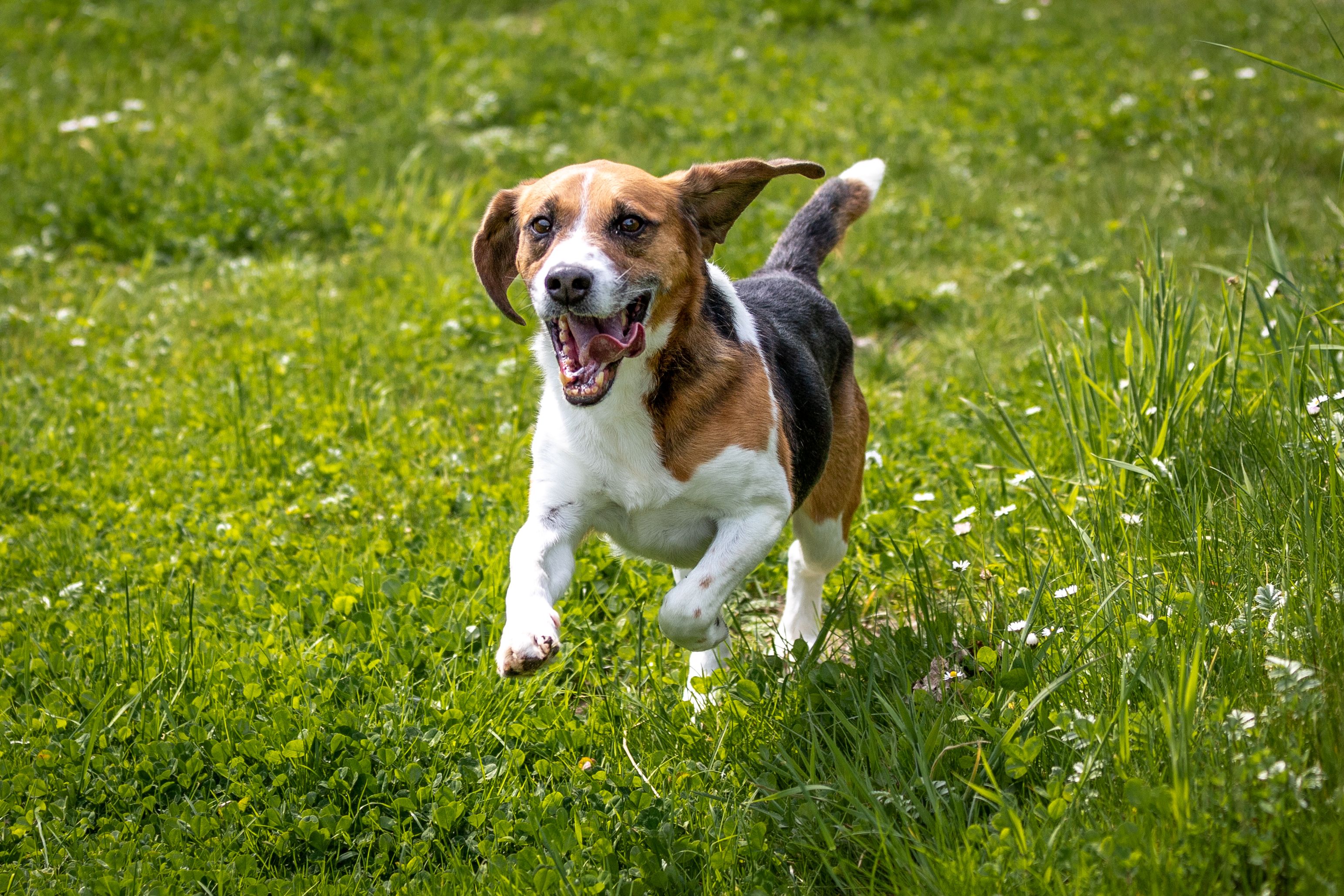 Jango, Rüde, 12 Jahre