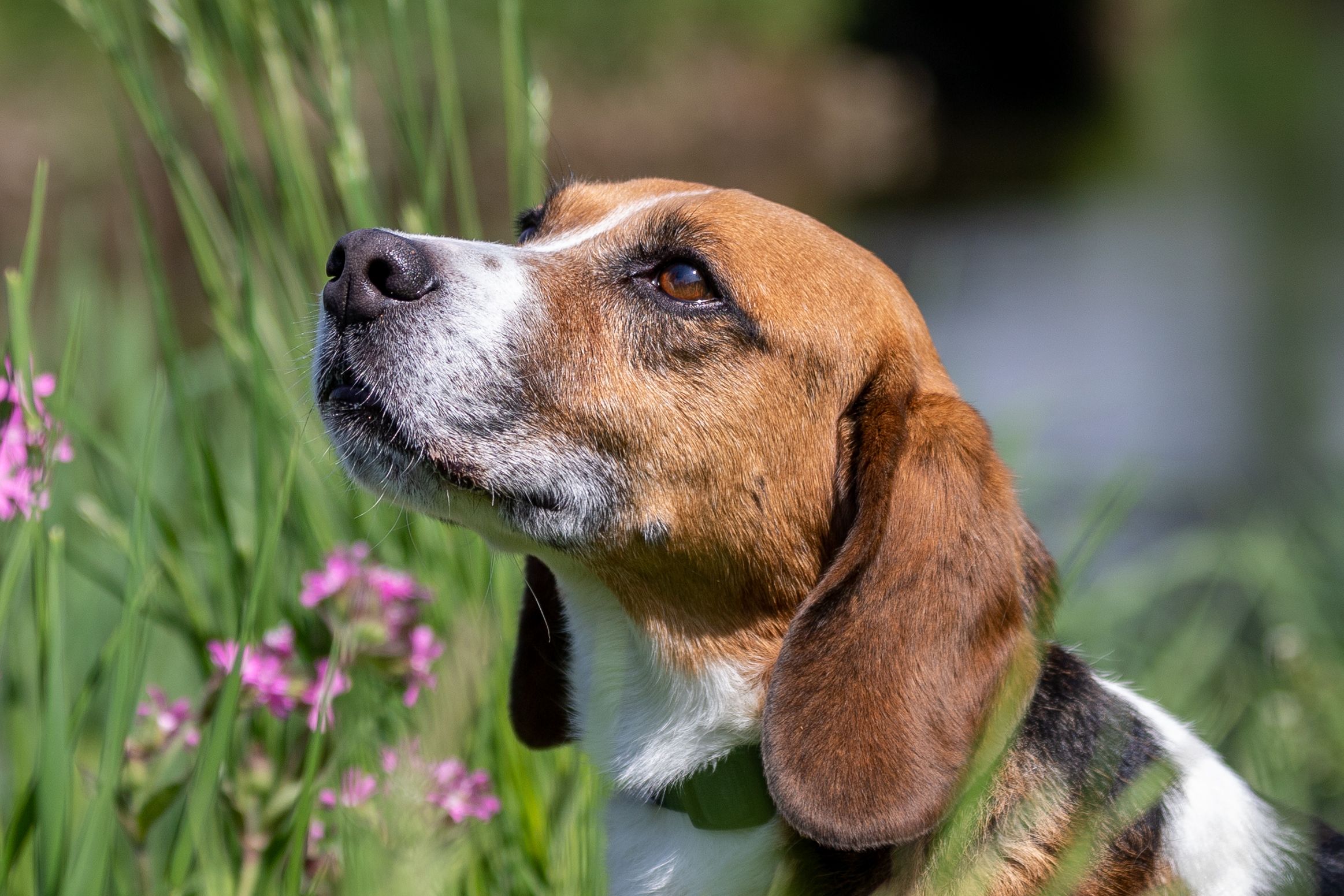 Jango, Rüde, 12 Jahre