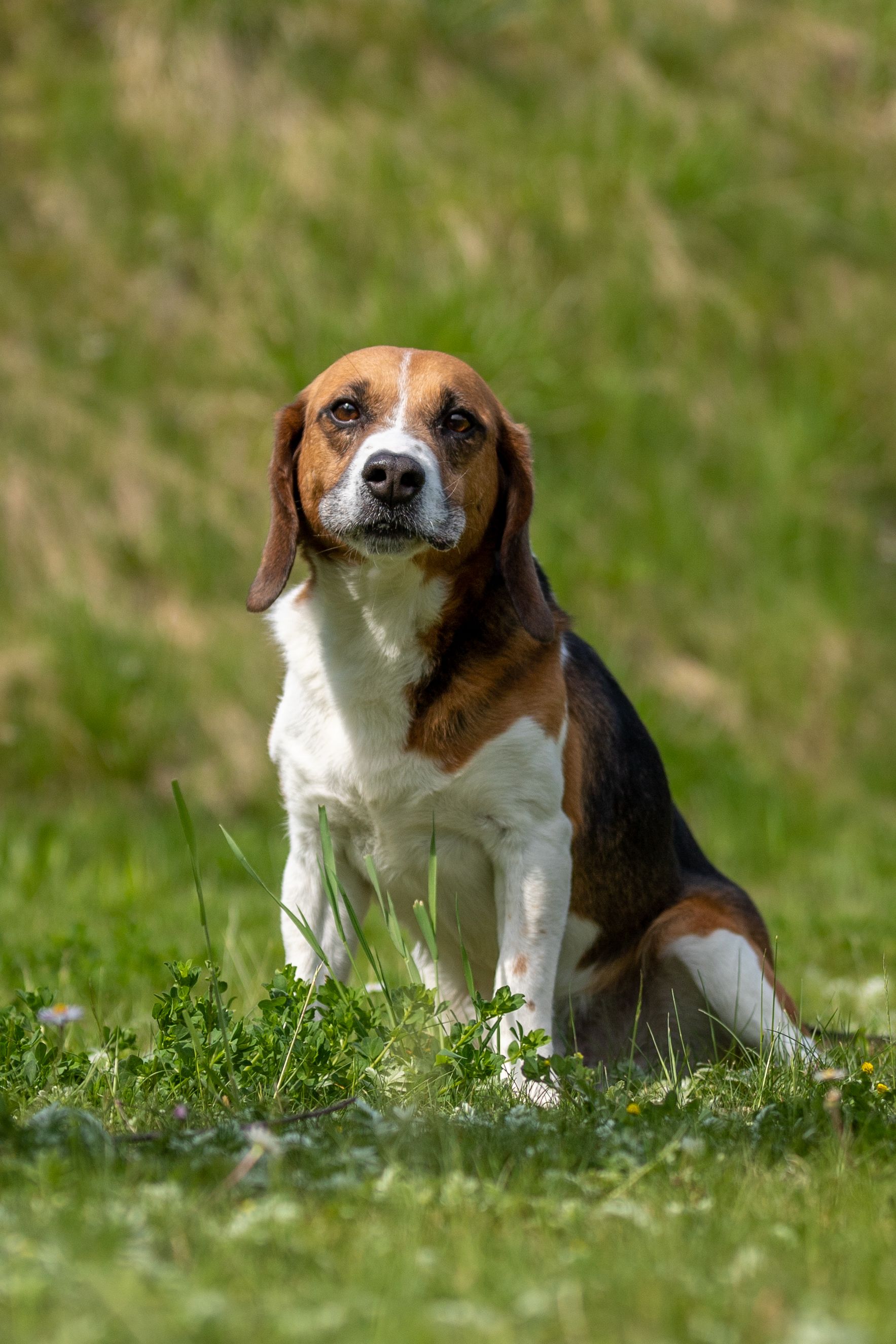 Jango, Rüde, 12 Jahre