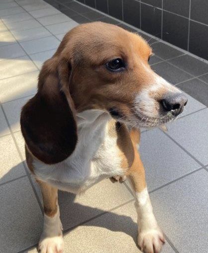 Linus , Rüde, 5 Jahre