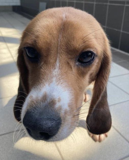 Linus , Rüde, 5 Jahre