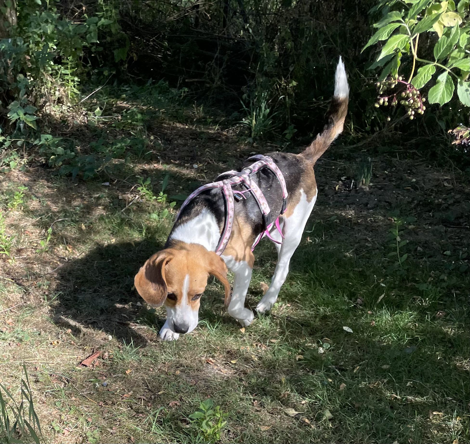 Greta, Hündin, 8 Jahre