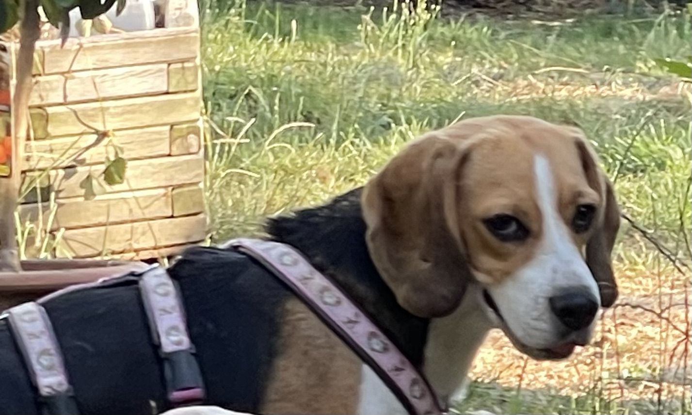 Greta, Hündin, 8 Jahre