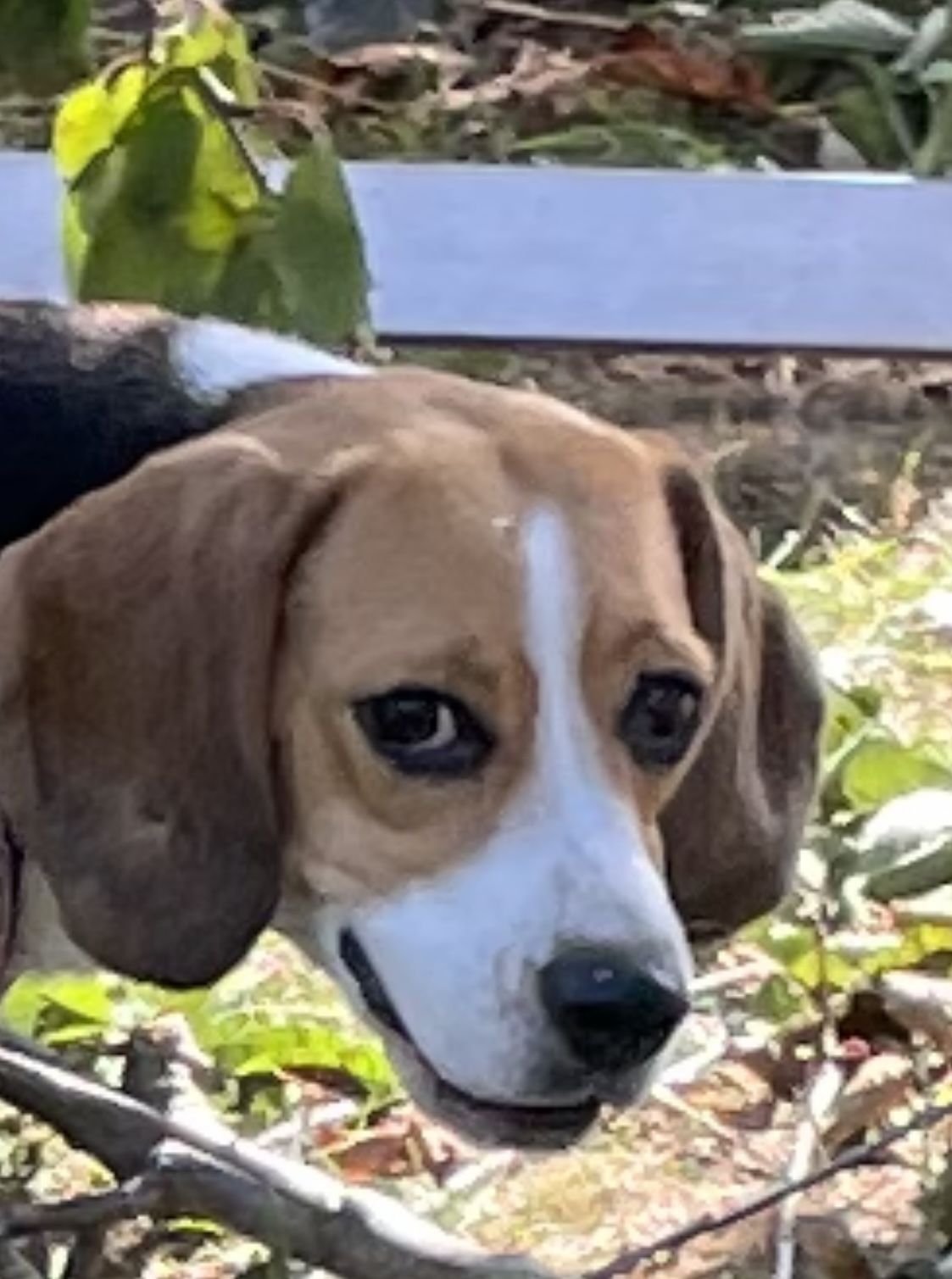 Greta, Hündin, 8 Jahre