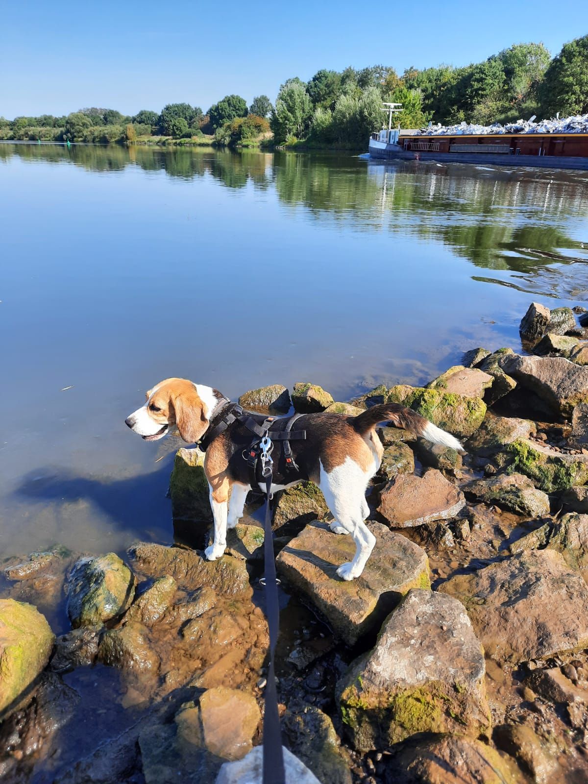 Greta, Hündin, 8 Jahre