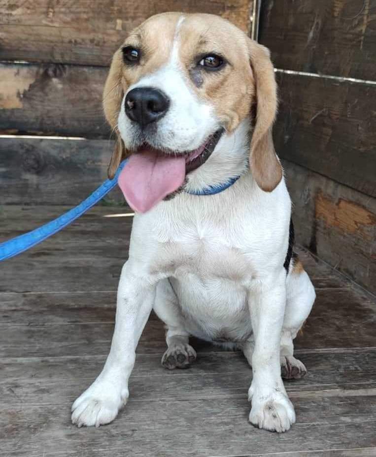 Maza (SRB), Hündin, 4 Jahre